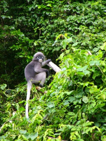 Rai Lay Dusky Langur